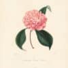 Berlese Pl. 283, Camellia Emma Robin