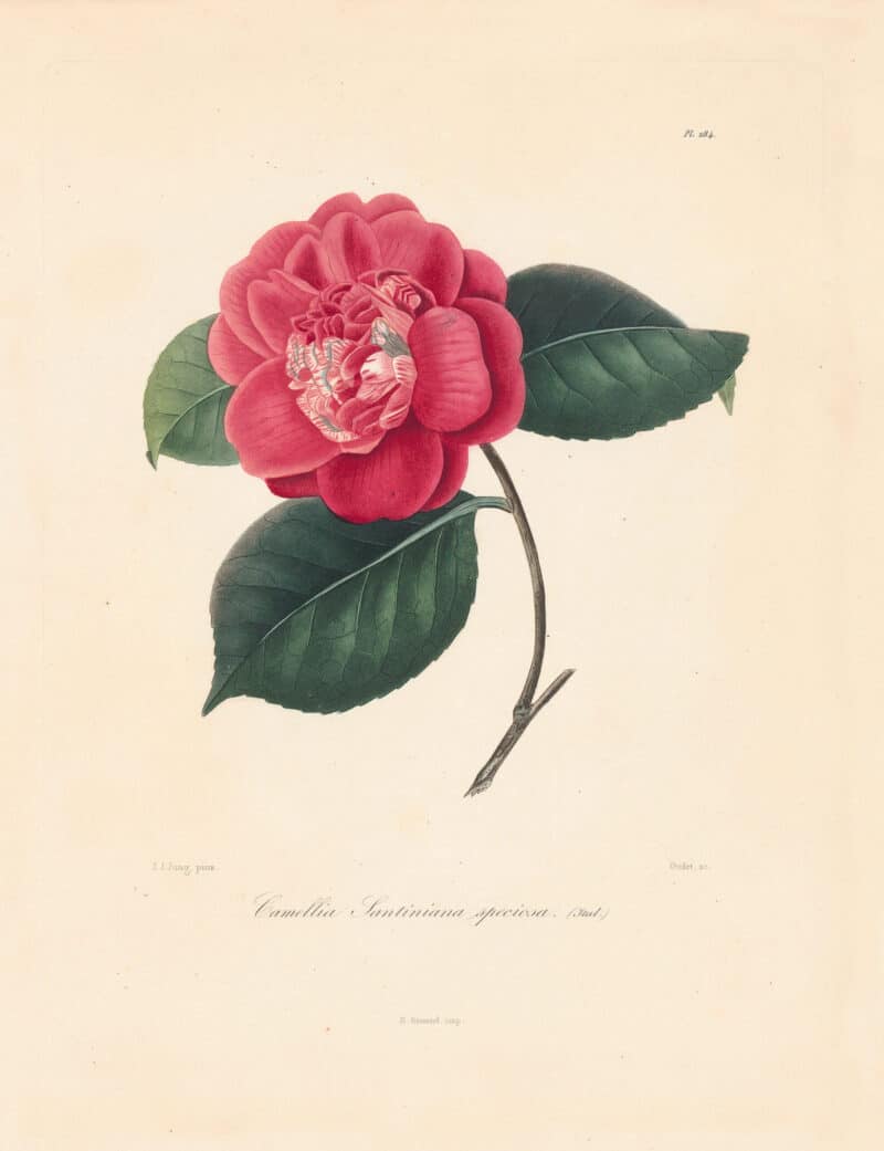 Berlese Pl. 284, Camellia Santiniana Speciosa