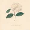 Berlese Pl. 286, Camellia Bedfordii Striata