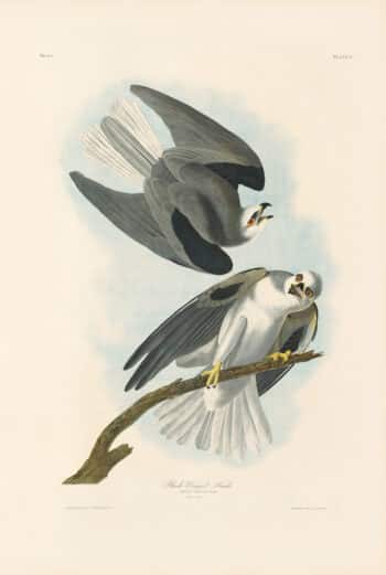 Audubon Bien Edition Pl. 16, Black-Winged Hawk