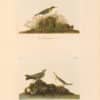 Audubon Bien Edition Pl. 150, Prairie Titlark & Pl. 151, Brown Titlark