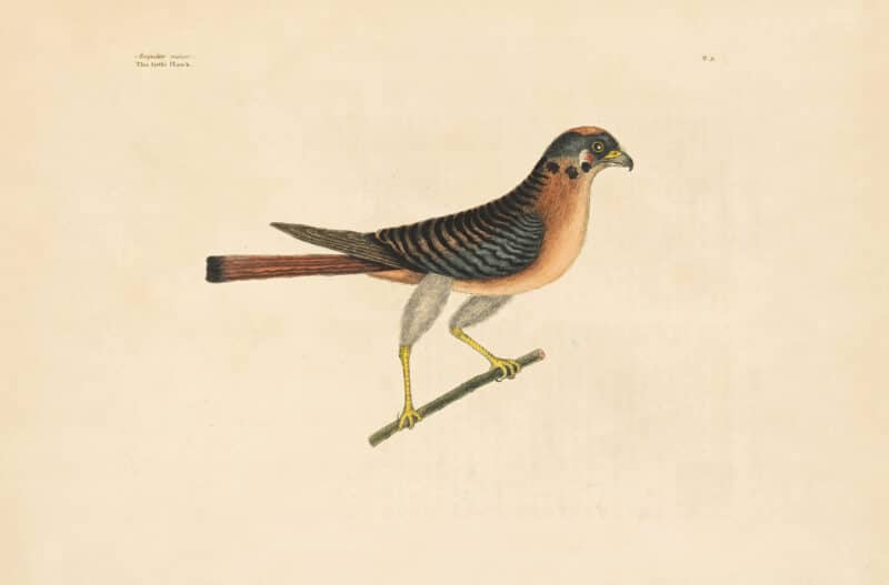 Catesby Vol. 1 Pl. 5, The Little Hawk