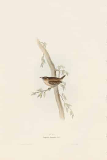 Gould Birds of Europe, Pl. 130 Wren