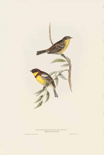 Gould Birds of Europe, Pl. 174 Yellow-breasted Bunting
