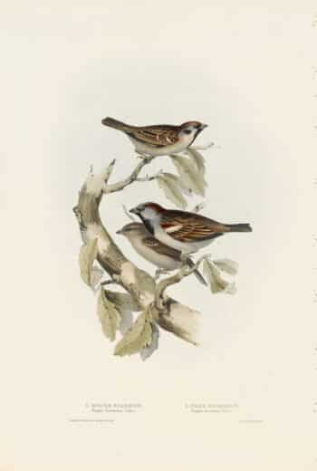 Gould Birds of Europe, Pl. 184 Common Sparrow, Tree Sparrow