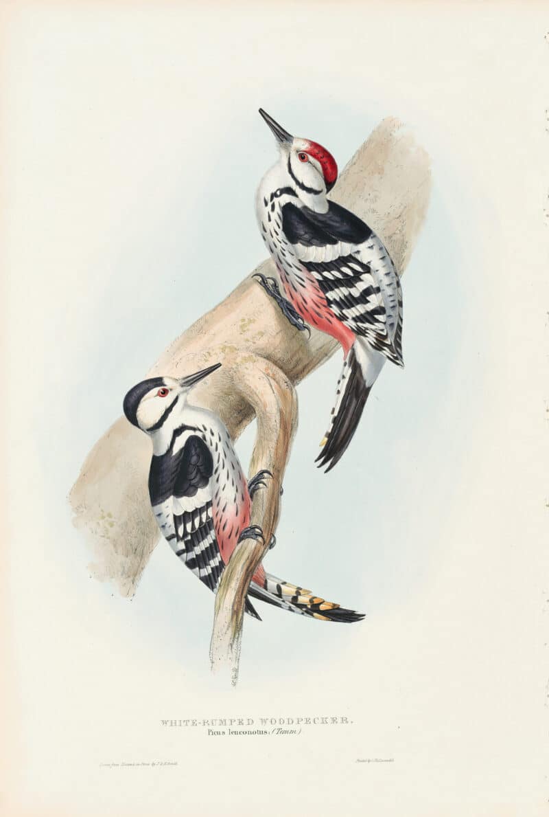 Gould Birds of Europe, Pl. 228 White-rumped Woodpecker