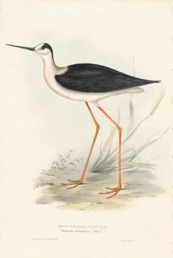 Gould Birds of Europe, Pl. 289 Long-legged Plover