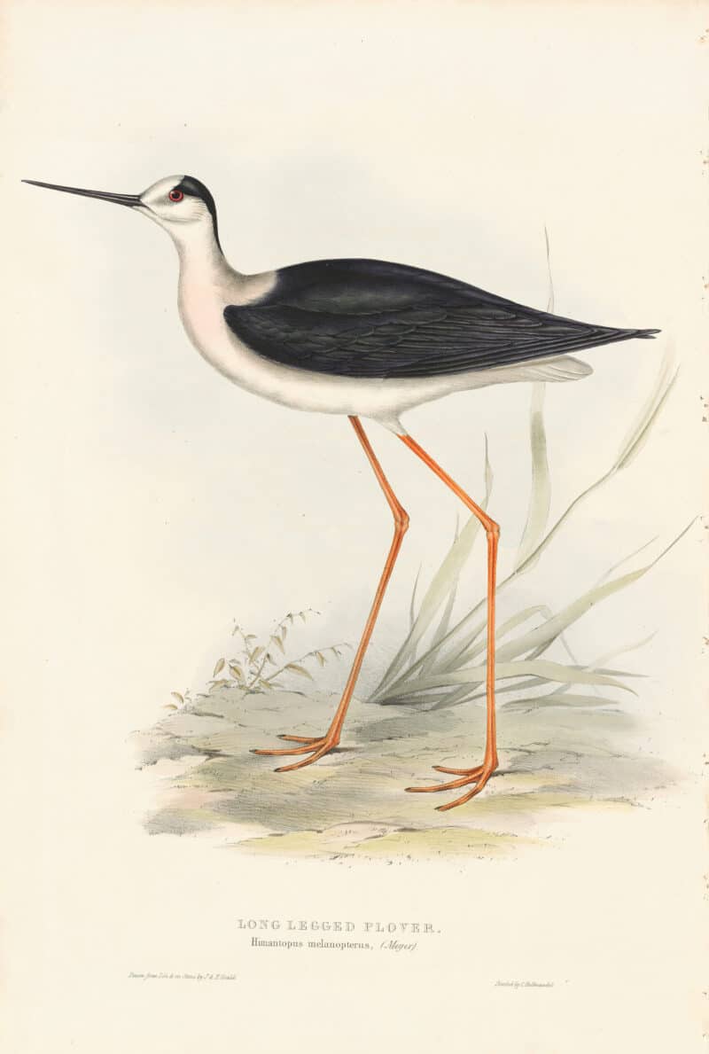 Gould Birds of Europe, Pl. 289 Long-legged Plover
