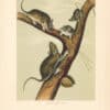 Audubon Bowen Octavo Pl. 4, Florida Rat