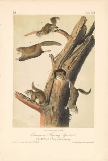 Audubon Bowen Octavo Pl. 28, Common Flying Squirrel