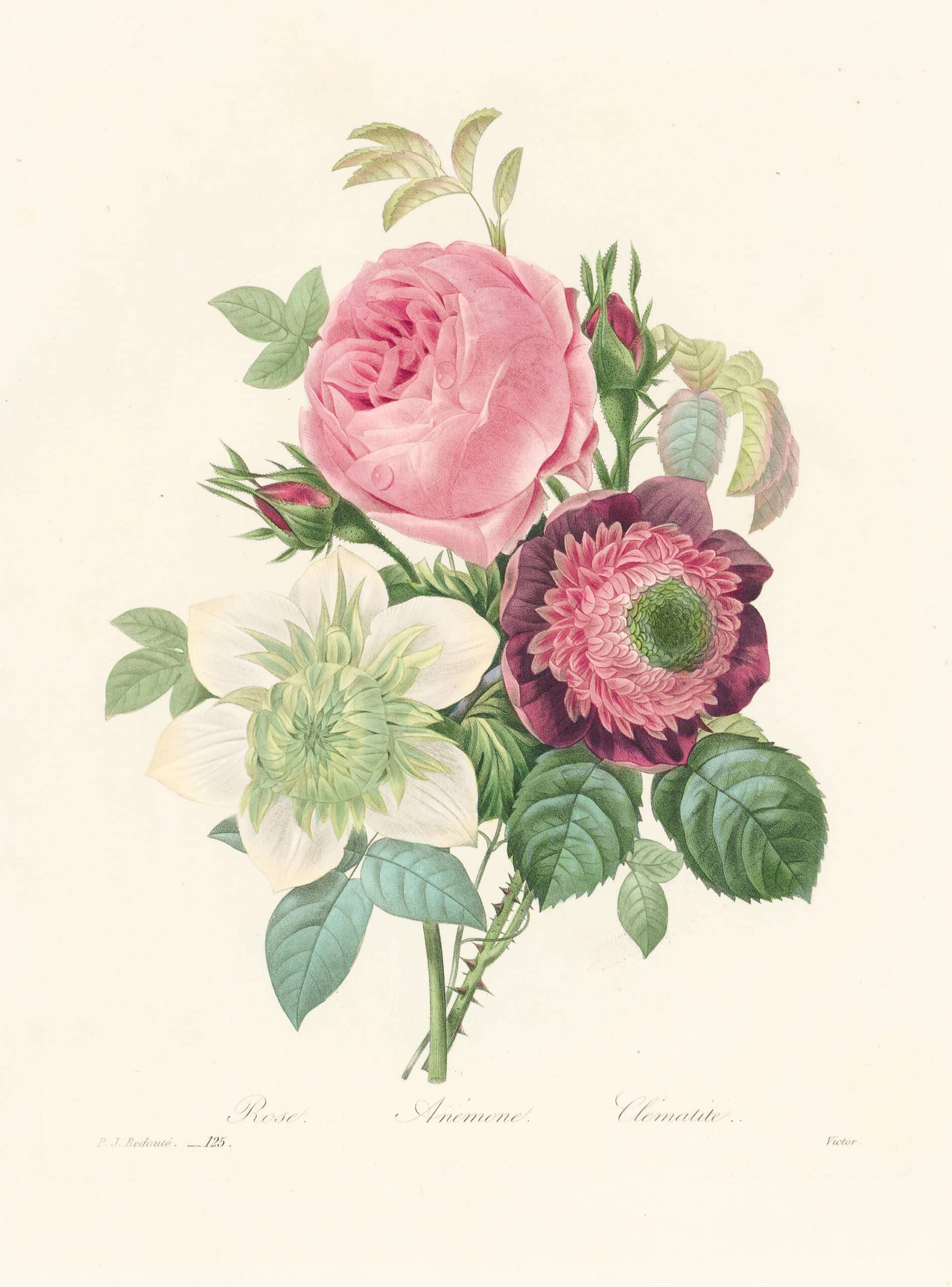 Redouté Choix Pl. 125, Bouquet of Roses, Anemone and Clematis