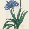 Redouté Les Lilacées Pl. 4, Blue Lily of the Nile