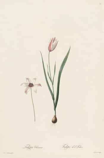 Redouté Les Lilacées Pl. 37, White and Pink Tulip
