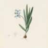 Redouté Les Lilacées Pl. 90, Stiff Gladiolus