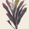 Redouté Les Lilacées Pl. 91, Dragon Lily