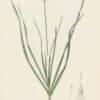 Redouté Les Lilacées Pl. 98, Tartar Garlic