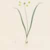 Redouté Les Lilacées Pl. 99, Yellow Garlic