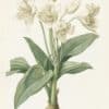 Redouté Les Lilacées Pl. 181, Giant Crinum