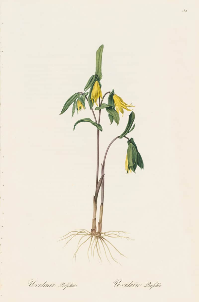 Redouté Les Lilacées Pl. 184, Perfoliata Uvularia