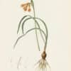 Redouté Les Lilacées Pl. 187, Pancratium Croceum