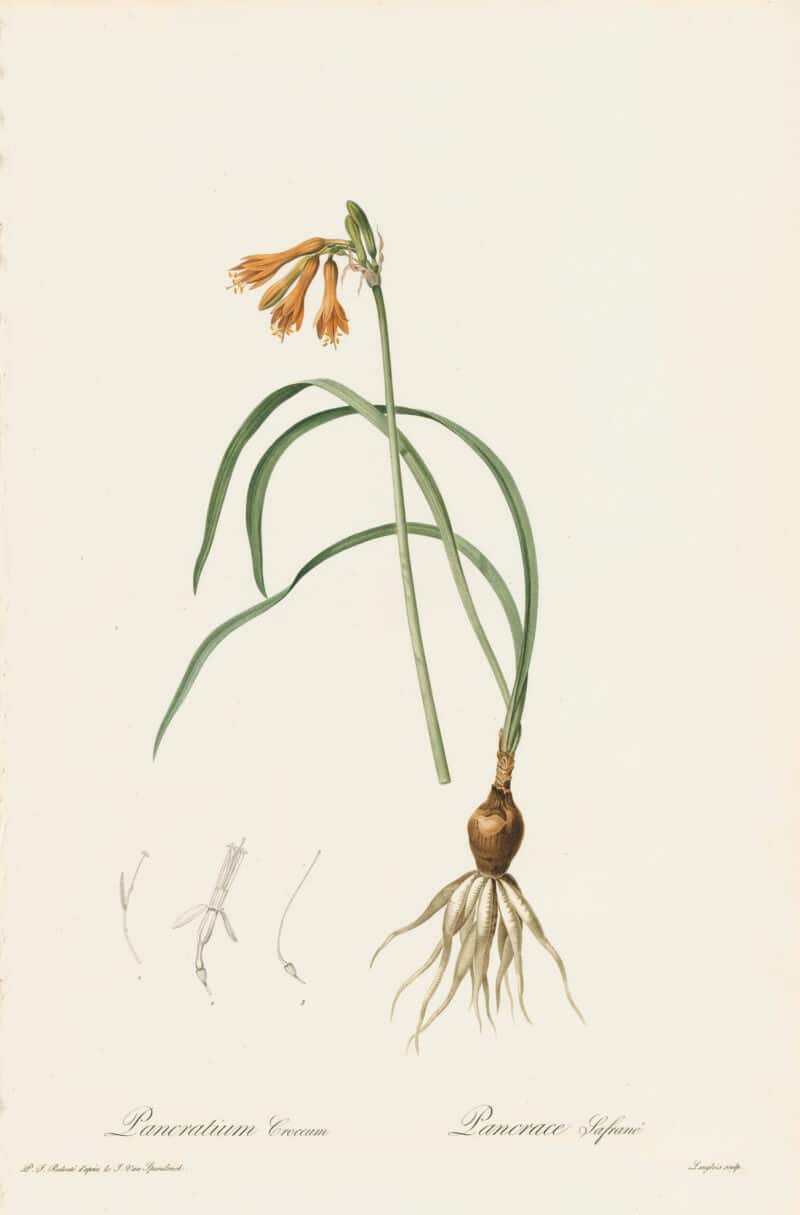 Redouté Les Lilacées Pl. 187, Pancratium Croceum