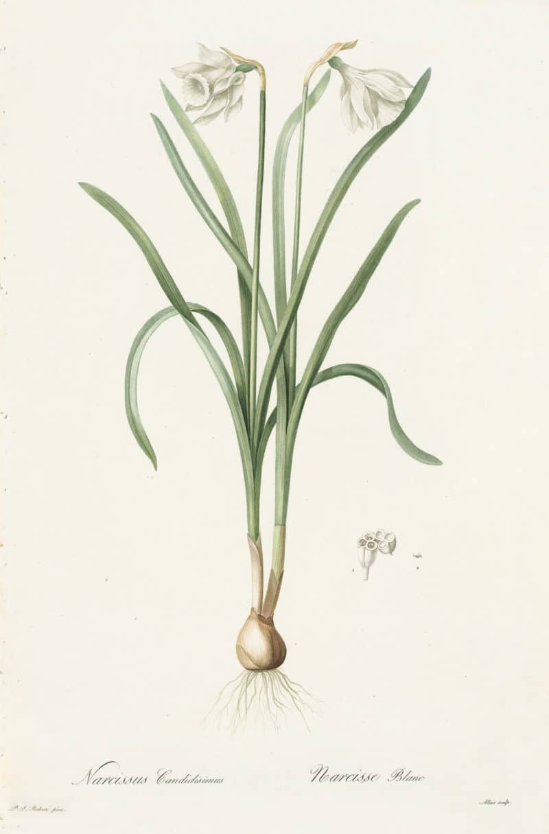 Redouté Les Lilacées Pl. 188, Narcissus Candidissimus