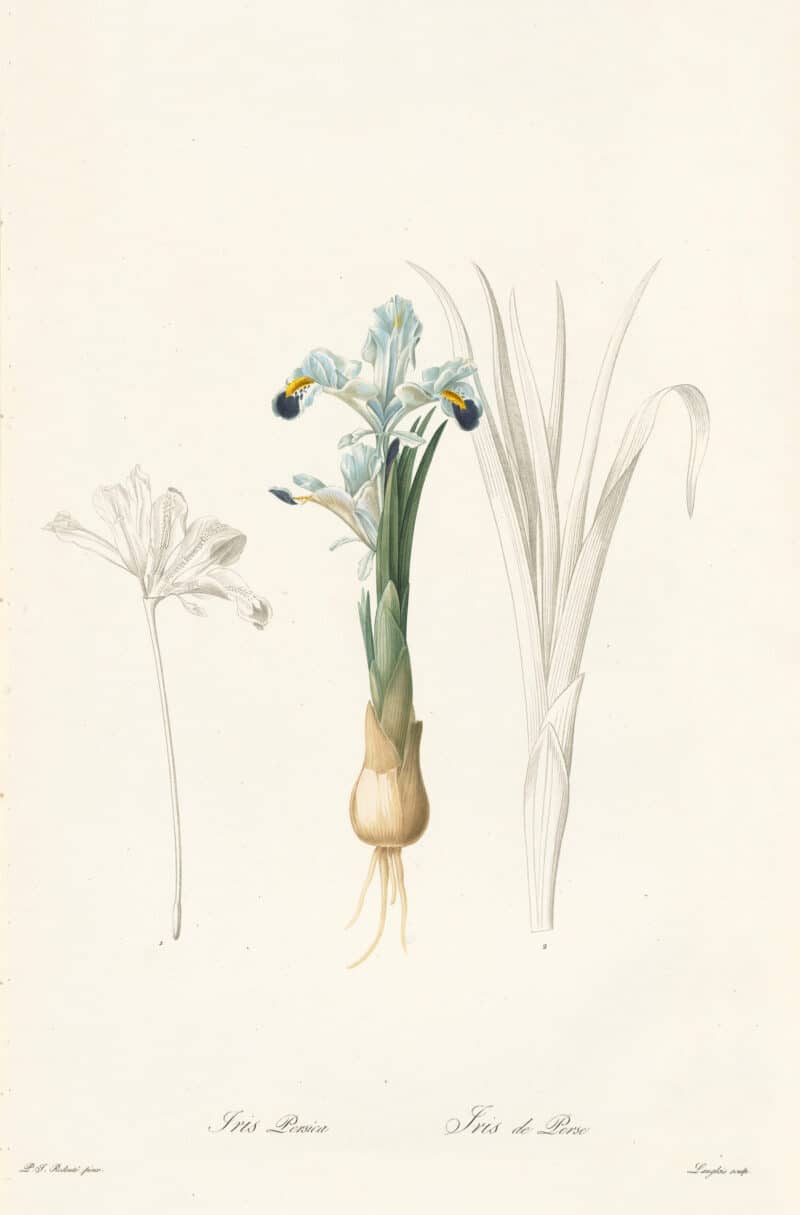 Redouté Les Lilacées Pl. 189, Iris Persica