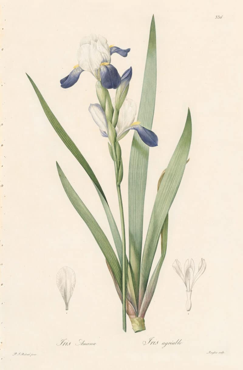 Redouté Les Lilacées Pl. 336, Hybrid Iris | Les Liliacées - Oppenheimer ...