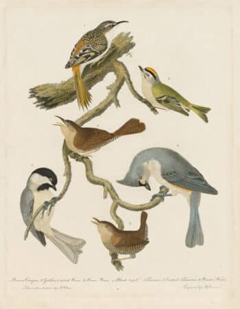 Wilson Pl. 8 Brown Creeper; Golden-crested Wren; House Wren; Black-capt Titmouse; Crested Titmouse; Winter Wren