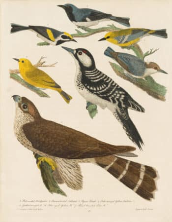 Wilson Pl. 15 Red-cocaded Woodpecker; Brown-headed Nuthatch; Pigeon Hawk; Blue-winged Yellow Warbler; Golden-winged W.; Blue-eyed Yellow W.; Black-breasted Blue W.
