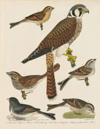 Wilson Pl. 16 American Sparrow Hawk; Field Sparrow; Tree Sp.; Song Sp.; Chipping Sp.; Snow Bird