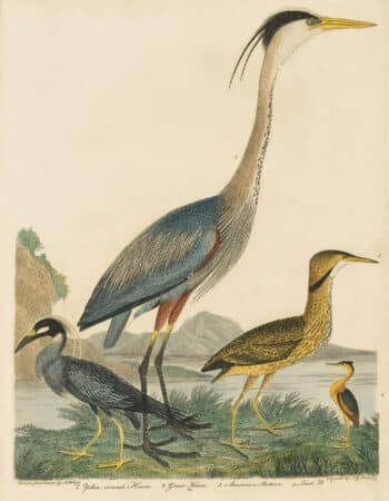 Wilson Pl. 65 Yellow-crowned Heron; Great Heron; American Bittern; Least B.