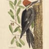 Catesby Pl. 17, The Large Red-crested Woodpecker