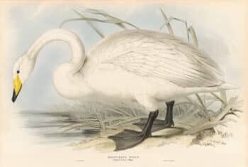 Lear Pl. 355, Whistling Swan