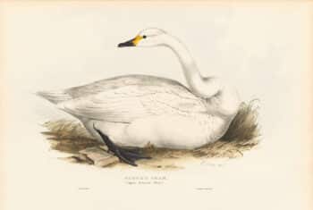 Lear Pl. 356, Bewick's Swan