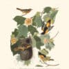 Audubon Havell Edition Pl. 12, Baltimore Oriole