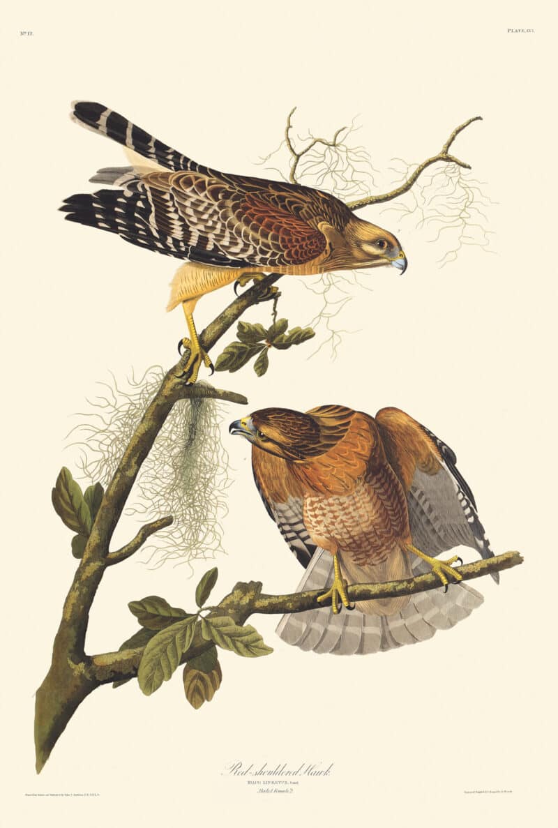 Audubon Havell Edition Pl. 56, Red-shouldered Hawk