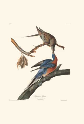 Audubon Havell Edition Pl. 62, Passenger Pigeon