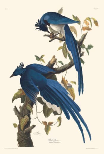 Original Audubon Havell Osprey or Fish Hawk, plate 81. – Princeton Audubon  Prints