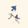 Audubon Havell Edition Pl. 113, Blue-bird