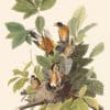 Audubon Havell Edition Pl. 131, American Robin