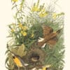 Audubon Havell Edition Pl. 136, Meadow Lark