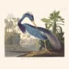 Audubon Havell Edition Pl. 217, Louisiana Heron