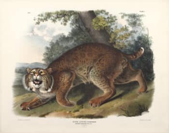 Audubon Bowen Edition Pl. 1 Common American Wild Cat