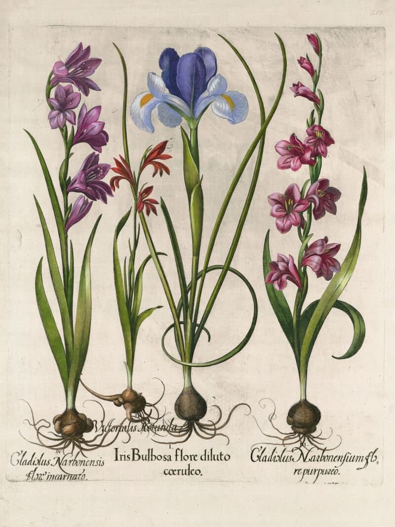 Besler Pl. 201, Variegated English iris, Wild gladiolus, et al