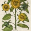 Besler Pl. 205, Multiflorous sunflower