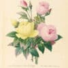 Redouté Choix Pl. 129, Bouquet of Chinese Roses