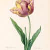 Redouté Choix Pl. 143, Tulip with Pink and Yellow Streaks