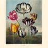 Thornton Pl. 10, Tulips