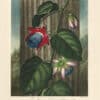 Thornton Pl. 18, The Winged Passion - Flower